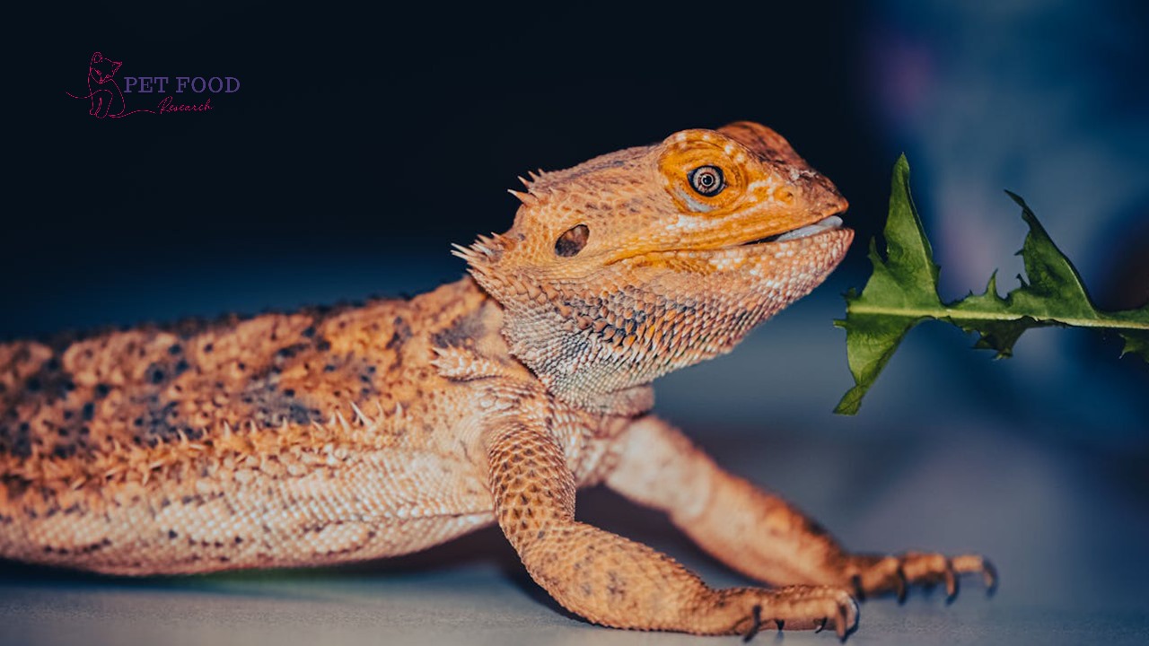 How Long do Bearded Dragons Live