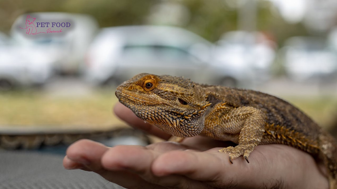 How Long do Bearded Dragons Live