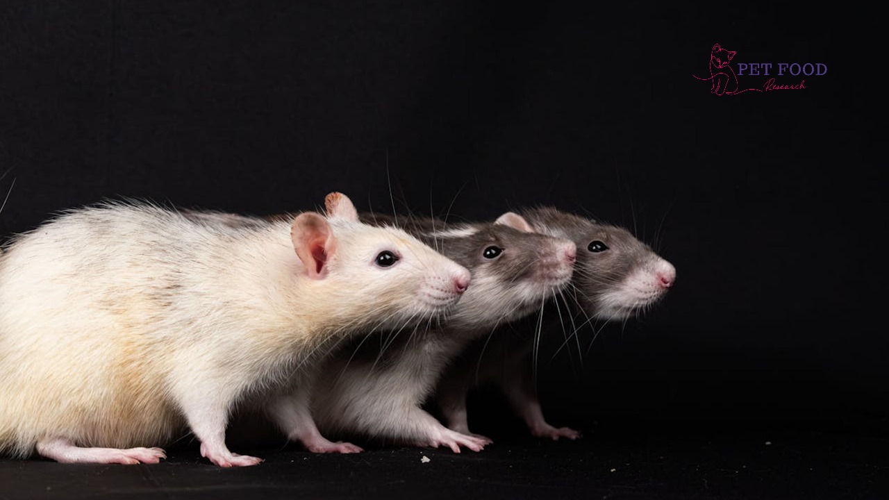 Are Rats Nocturnal