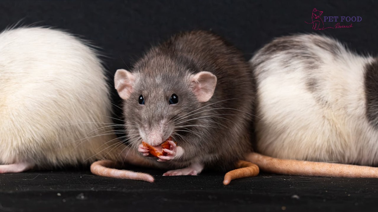 Are Rats Nocturnal