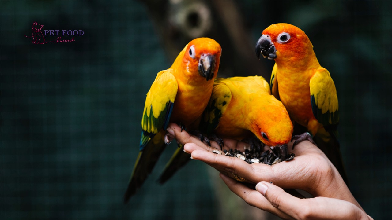 What eats Birds