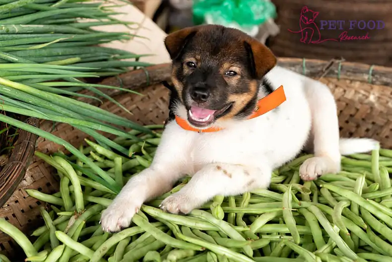 Can Dog Eat Beans