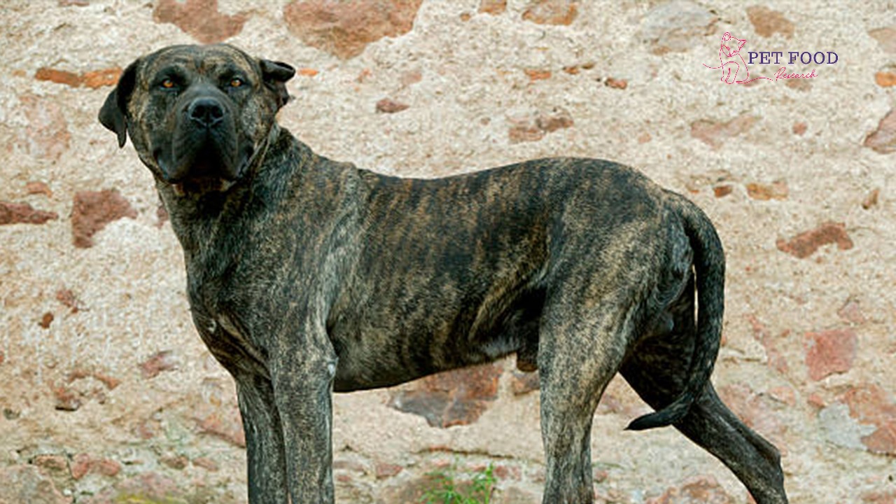 Presa Canario