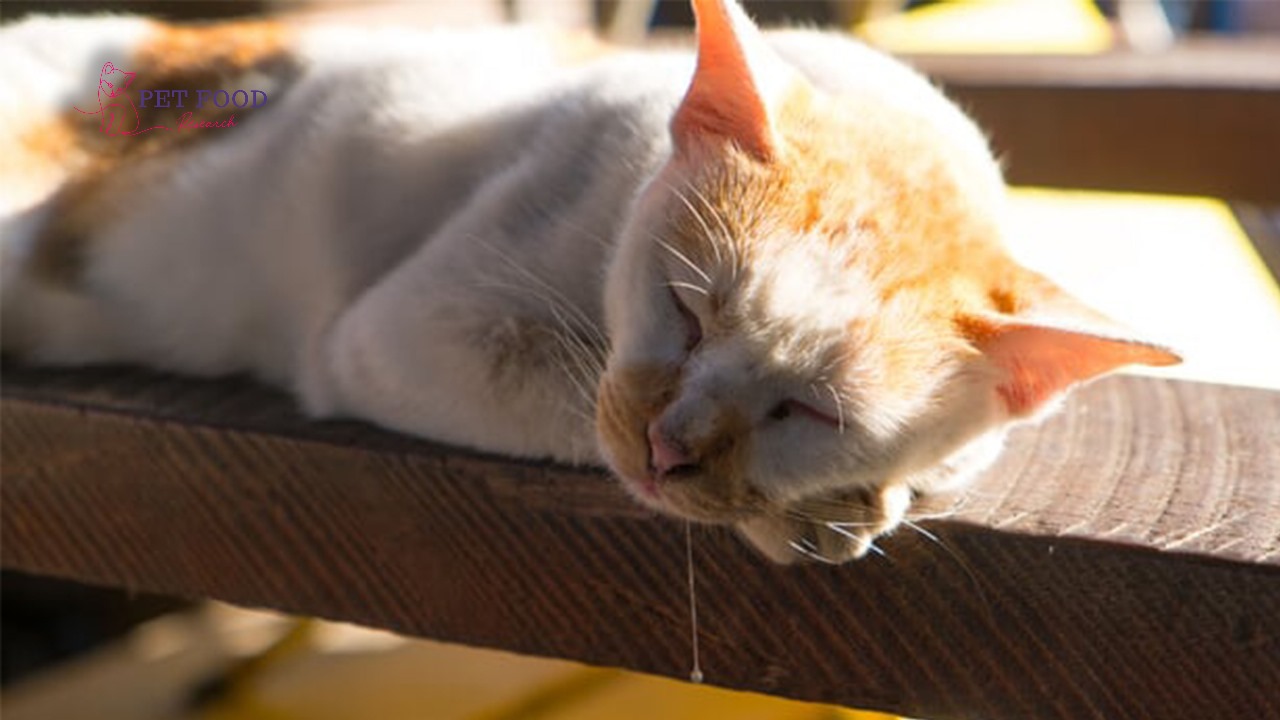 Cat Drooling