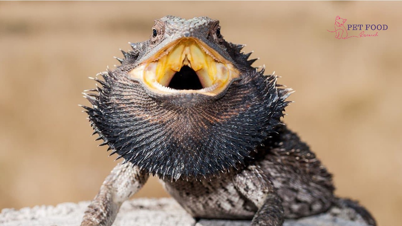 Bearded Dragon Beard Turns Black