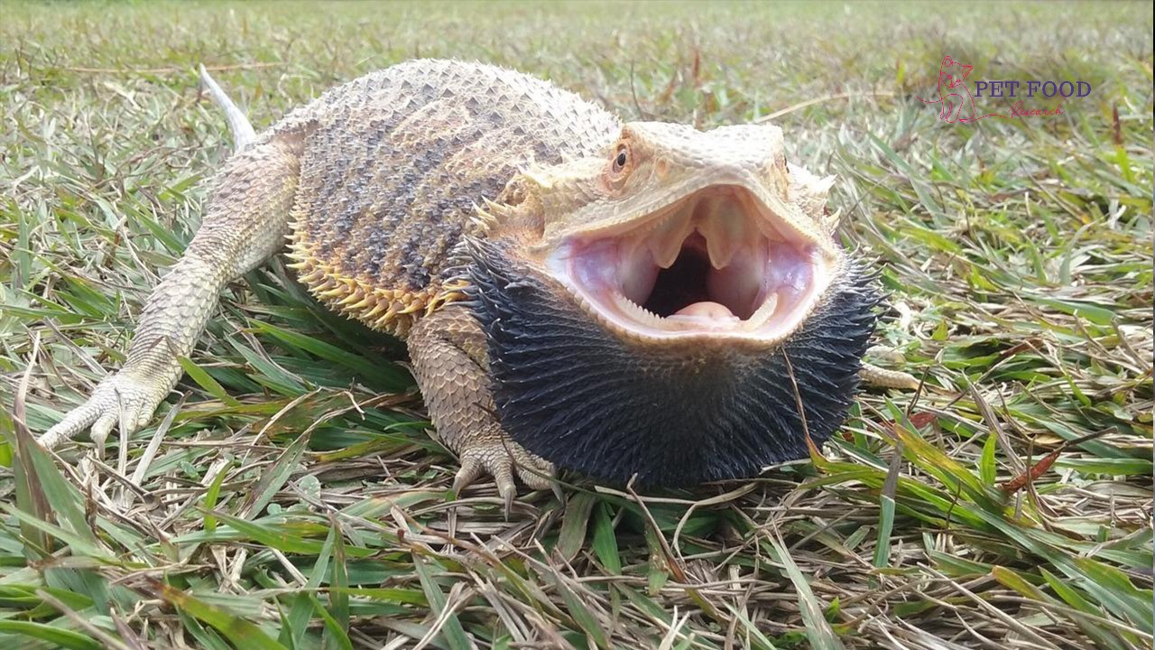 Bearded Dragon Beard Turns Black