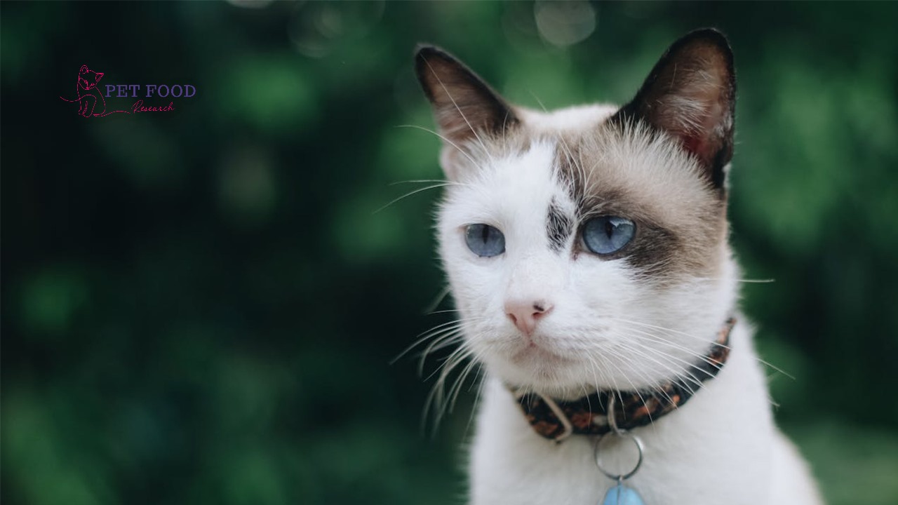 Lynx Point Siamese