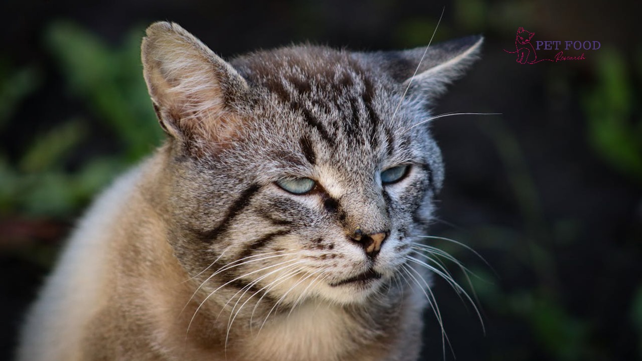 Lynx Point Siamese