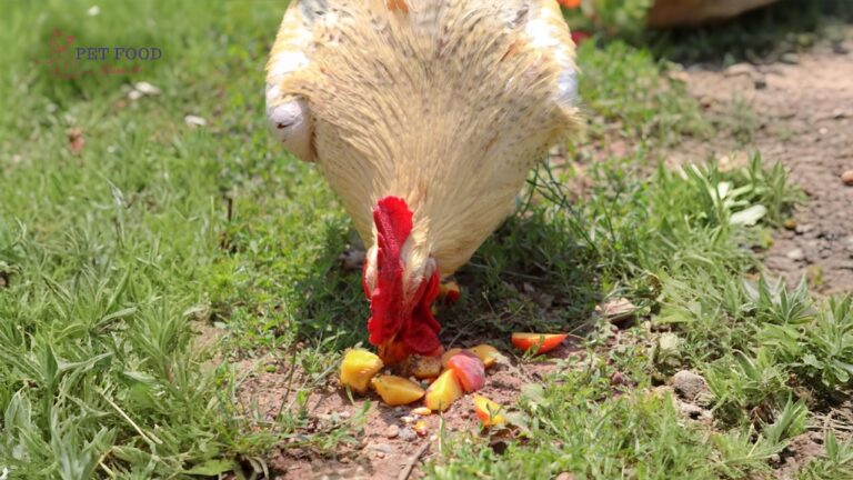 Can Chickens Eat Peaches