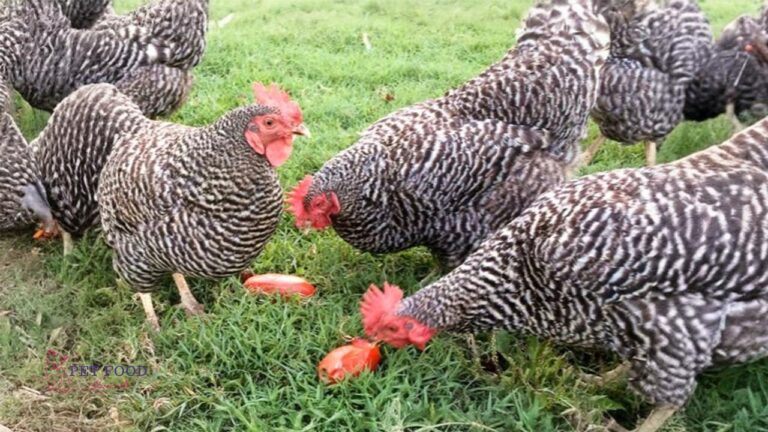 Can Chickens Eat Tomatoes