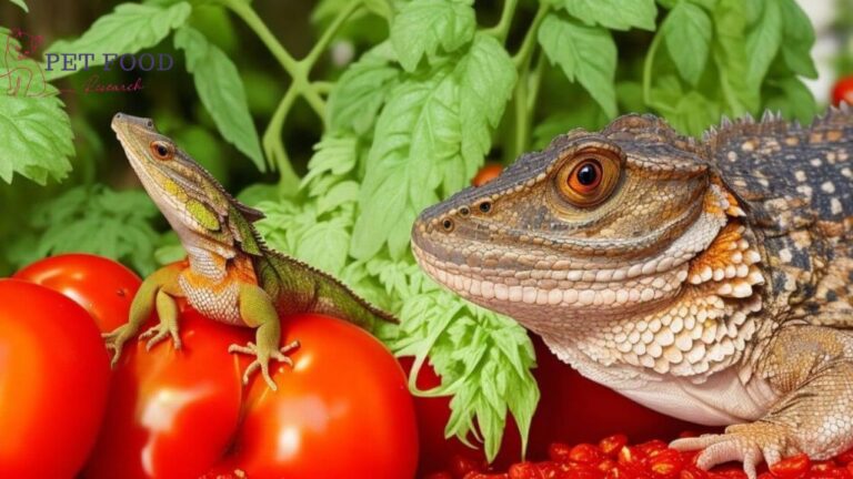 Can bearded dragons eat tomatoes