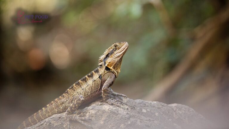 How Long do Bearded Dragons Live