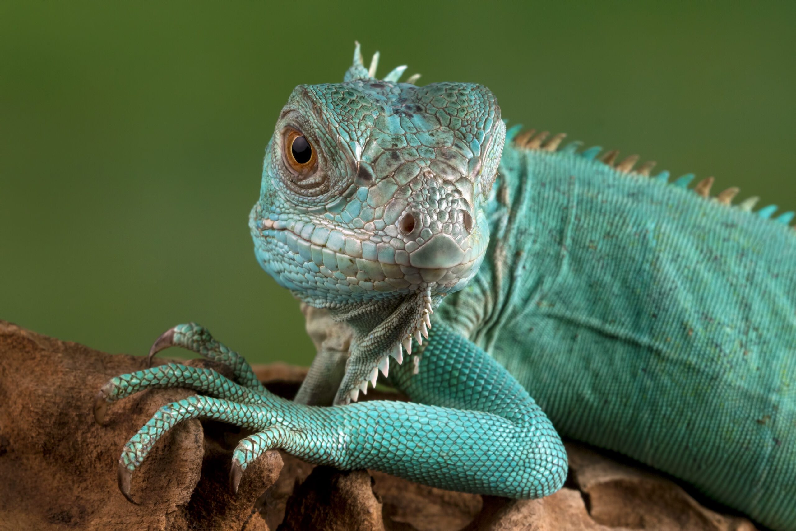 how long do bearded dragons live