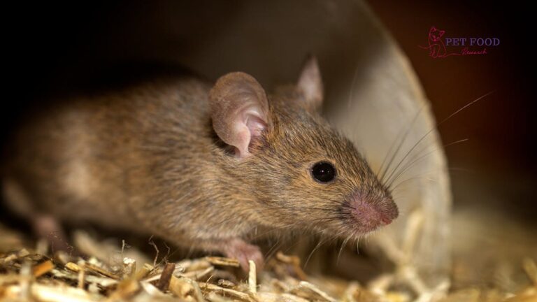 Are Rats Nocturnal