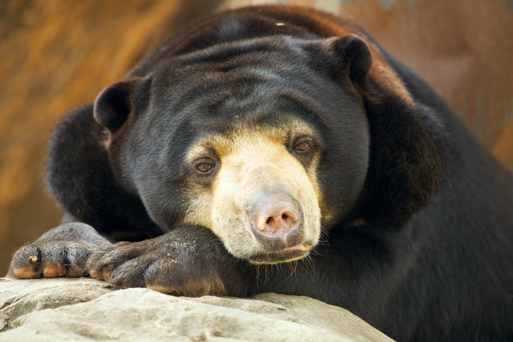 Sun Bear