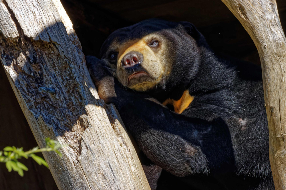 Sun Bear