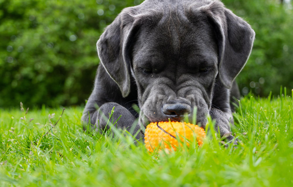 Can Dogs Eat Corn