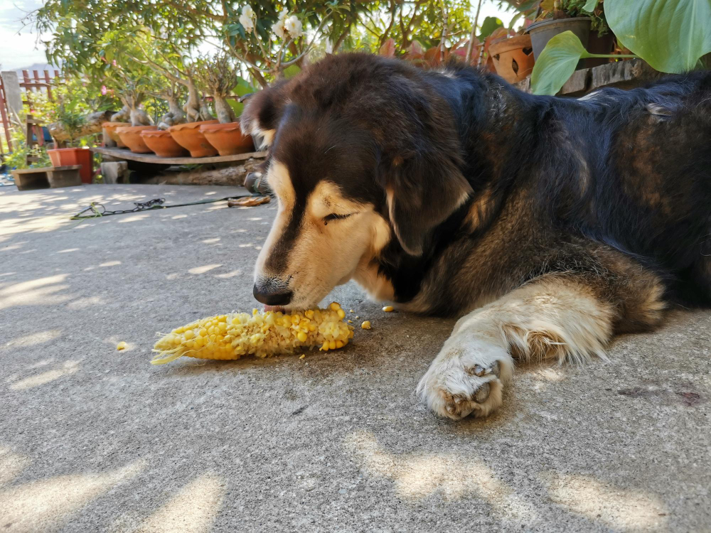 Can Dogs Eat Corn 