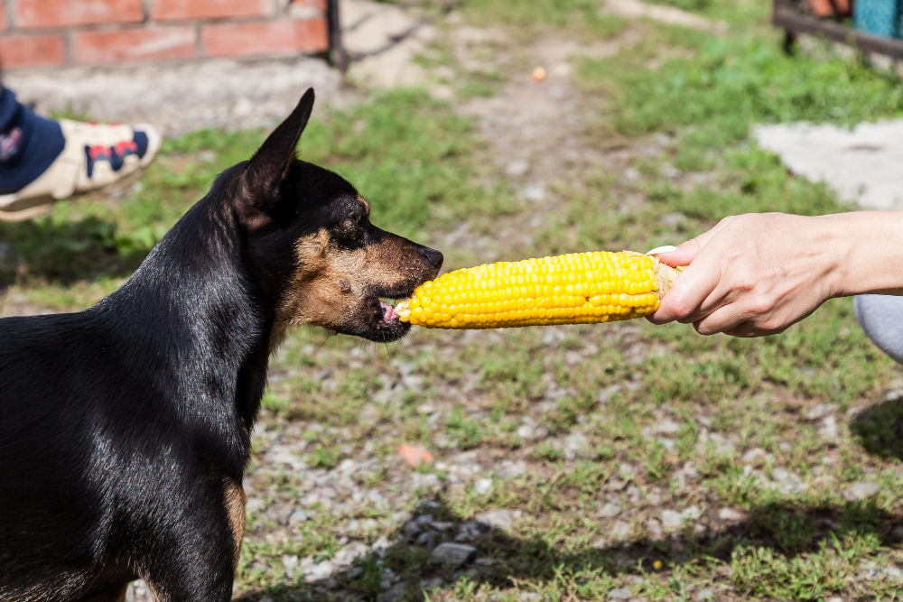 Can Dogs Eat Corn 