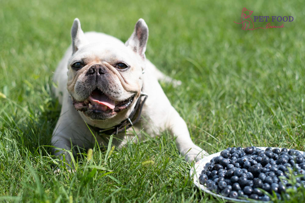 Can Dog Eat Blueberries