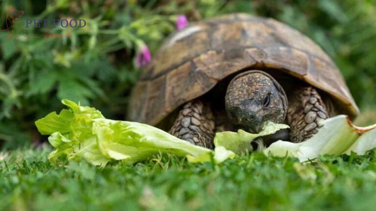 What do Turtles Eat
