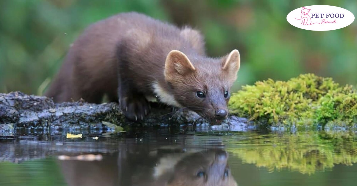 fisher cat