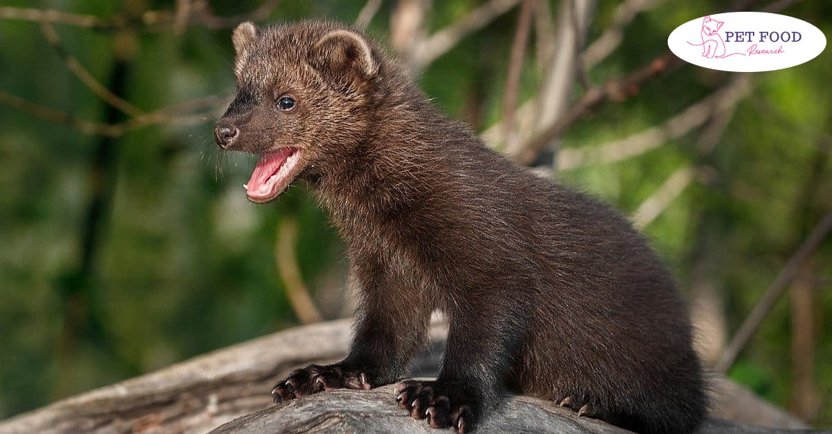 fisher cat