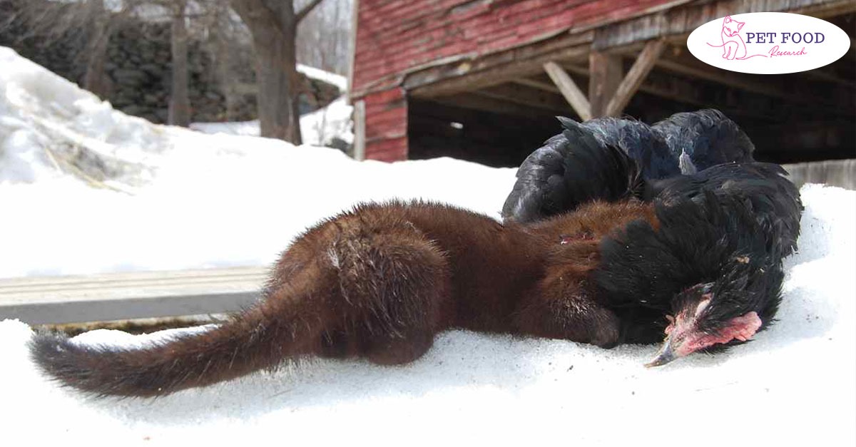 fisher cat