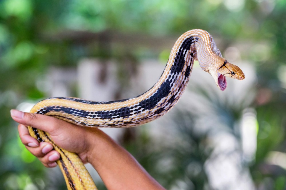 Garter Snake