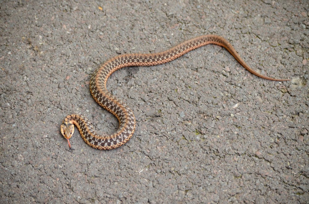 Garter Snake