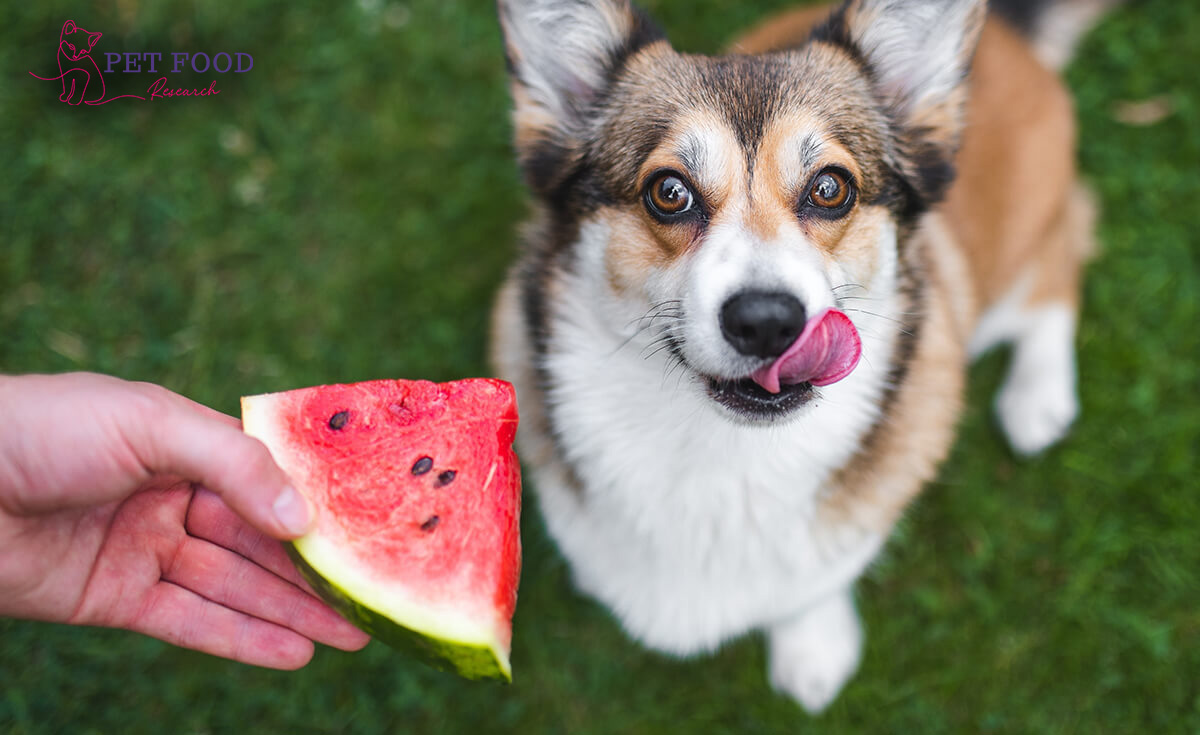 Can Dogs Eat Watermelon | petfoodresearch