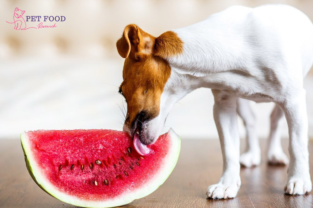 Can Dogs Eat Watermelon | petfoodresearch