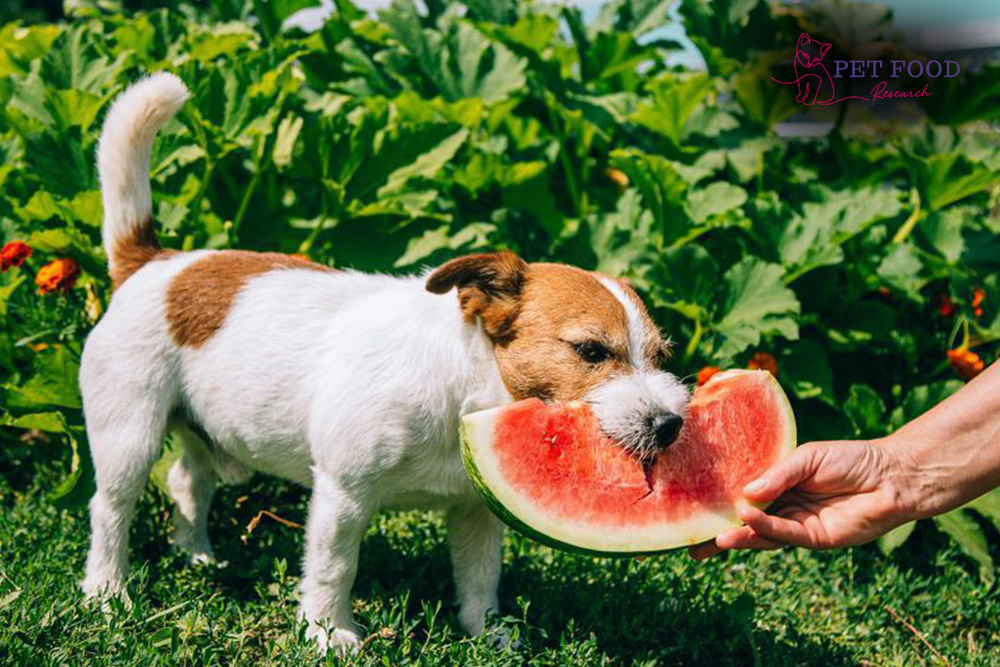 Can Dogs Eat Watermelon | petfoodresearch