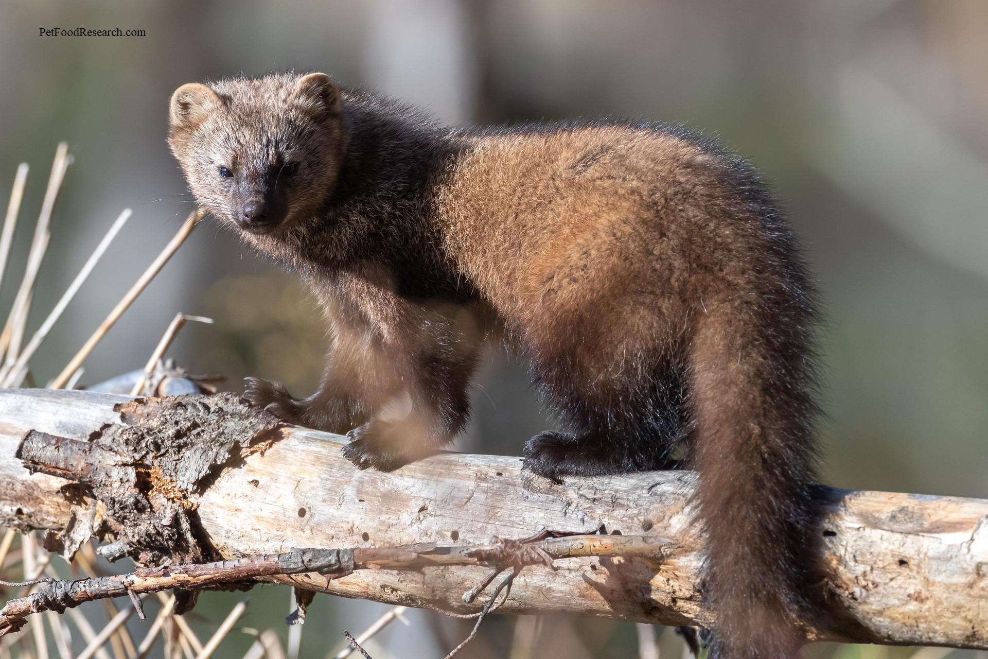 fisher cat