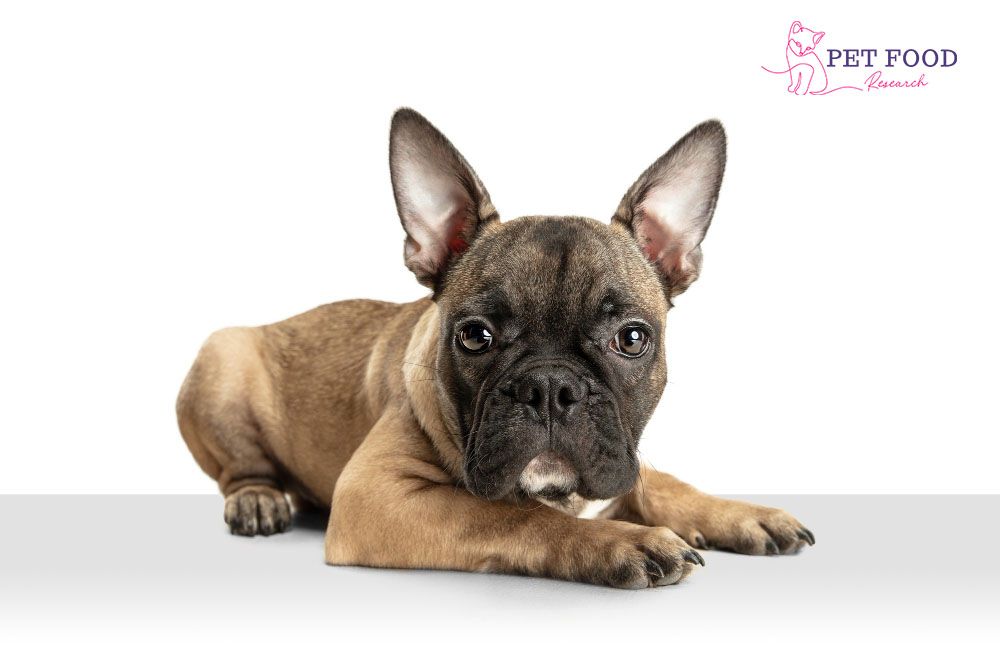 Fluffy French Bulldog 