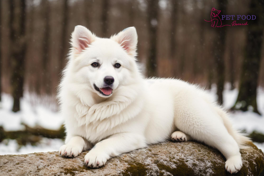 The white German Shepherd