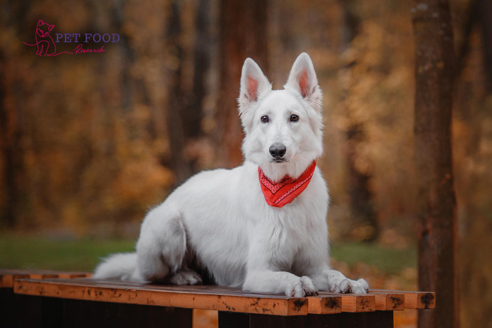 The white German Shepherd