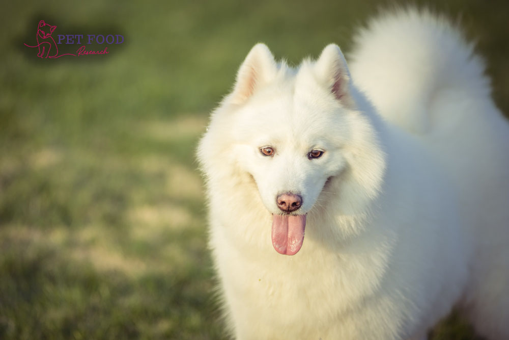 The white German Shepherd