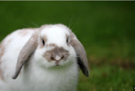 lop eared bunny