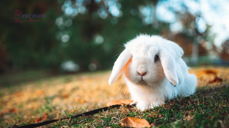 lop eared bunny