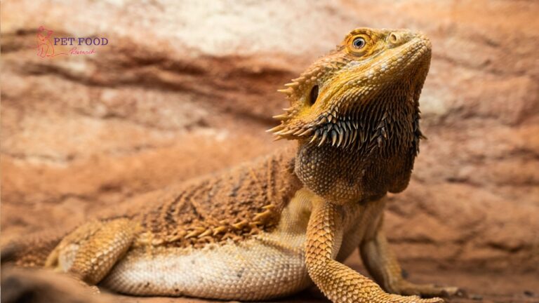Bearded Dragon Beard Turns Black