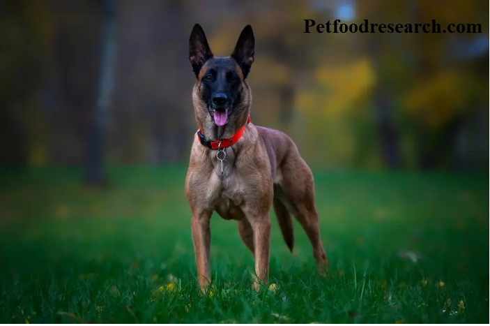 Belgian Malinois