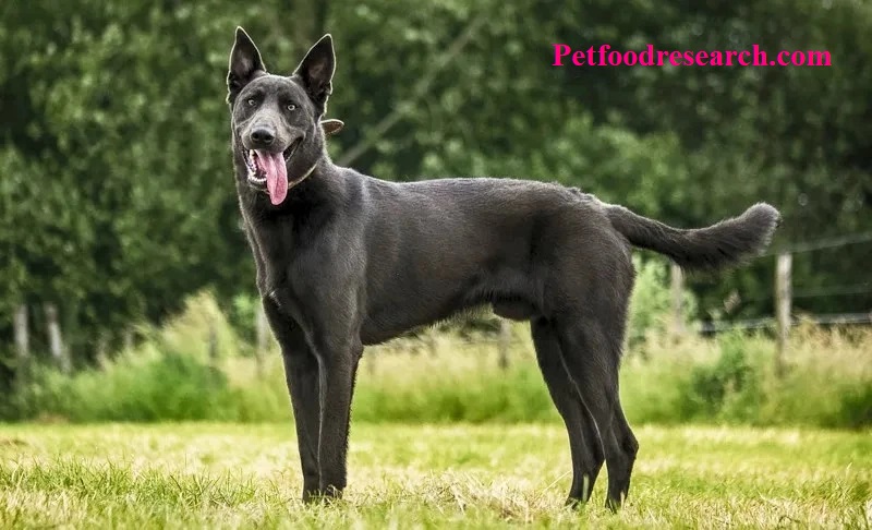 Belgian Malinois