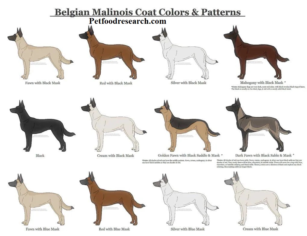 Belgian Malinois