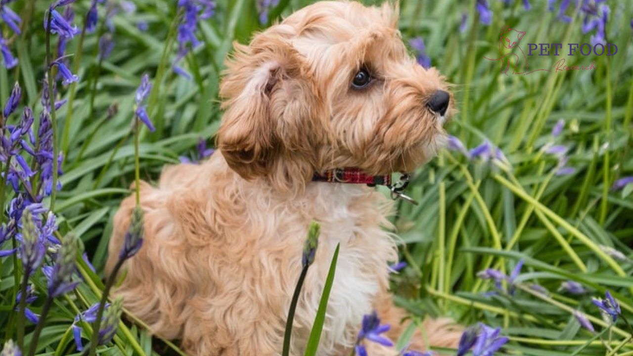 Cavapoo 