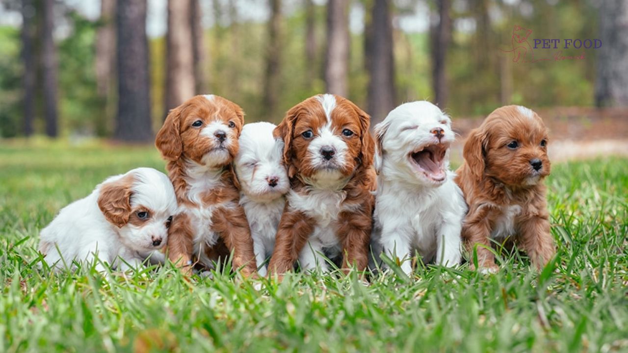 Cavapoo