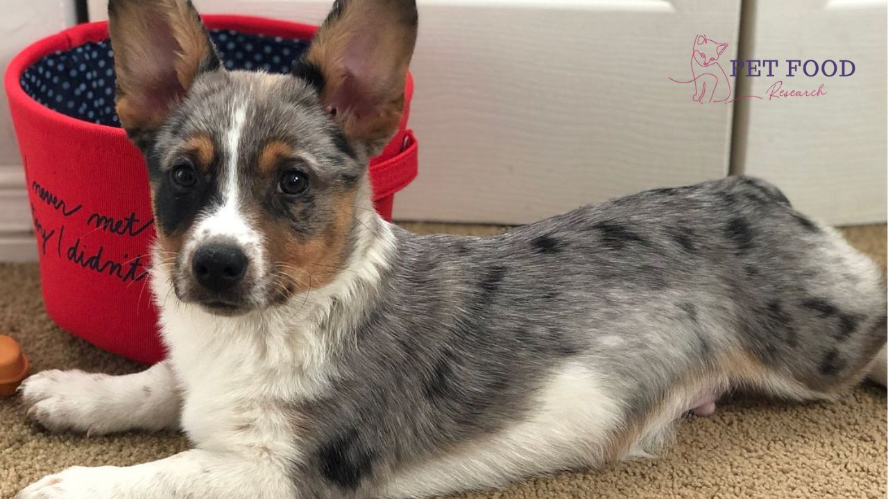Cowboy Corgi