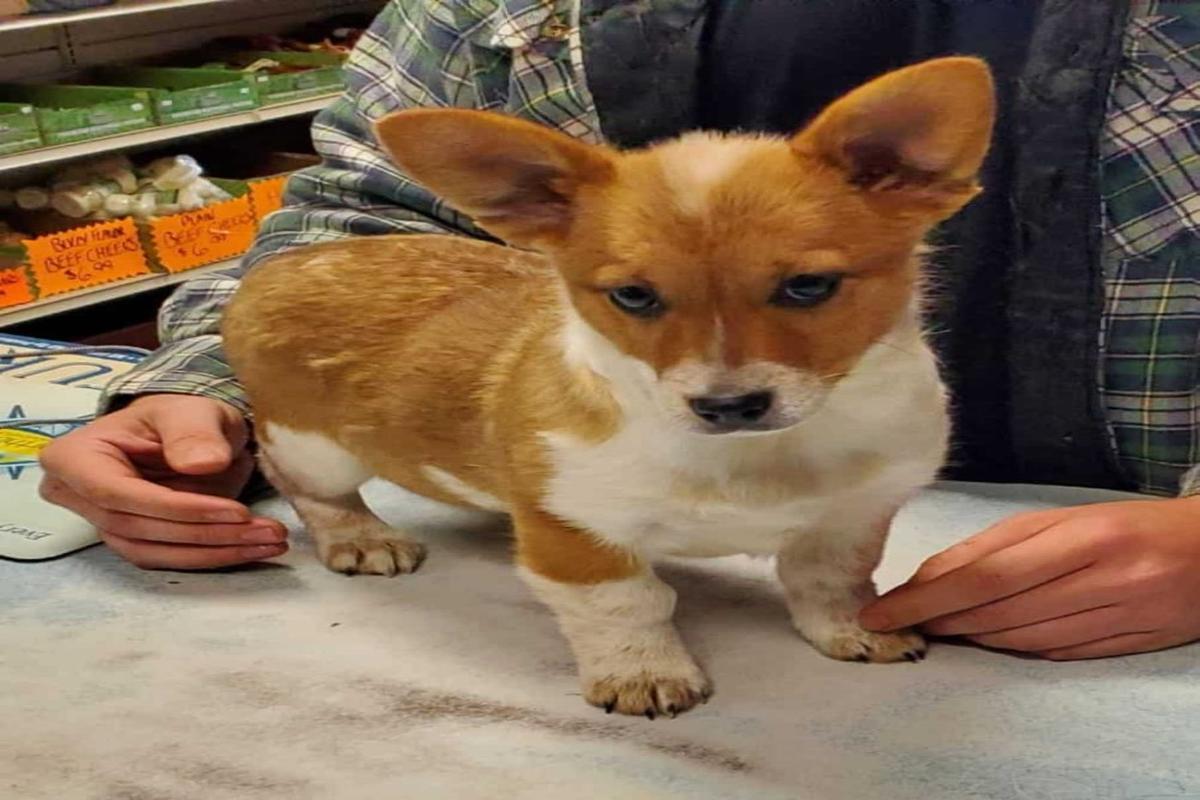 Cowboy Corgi 