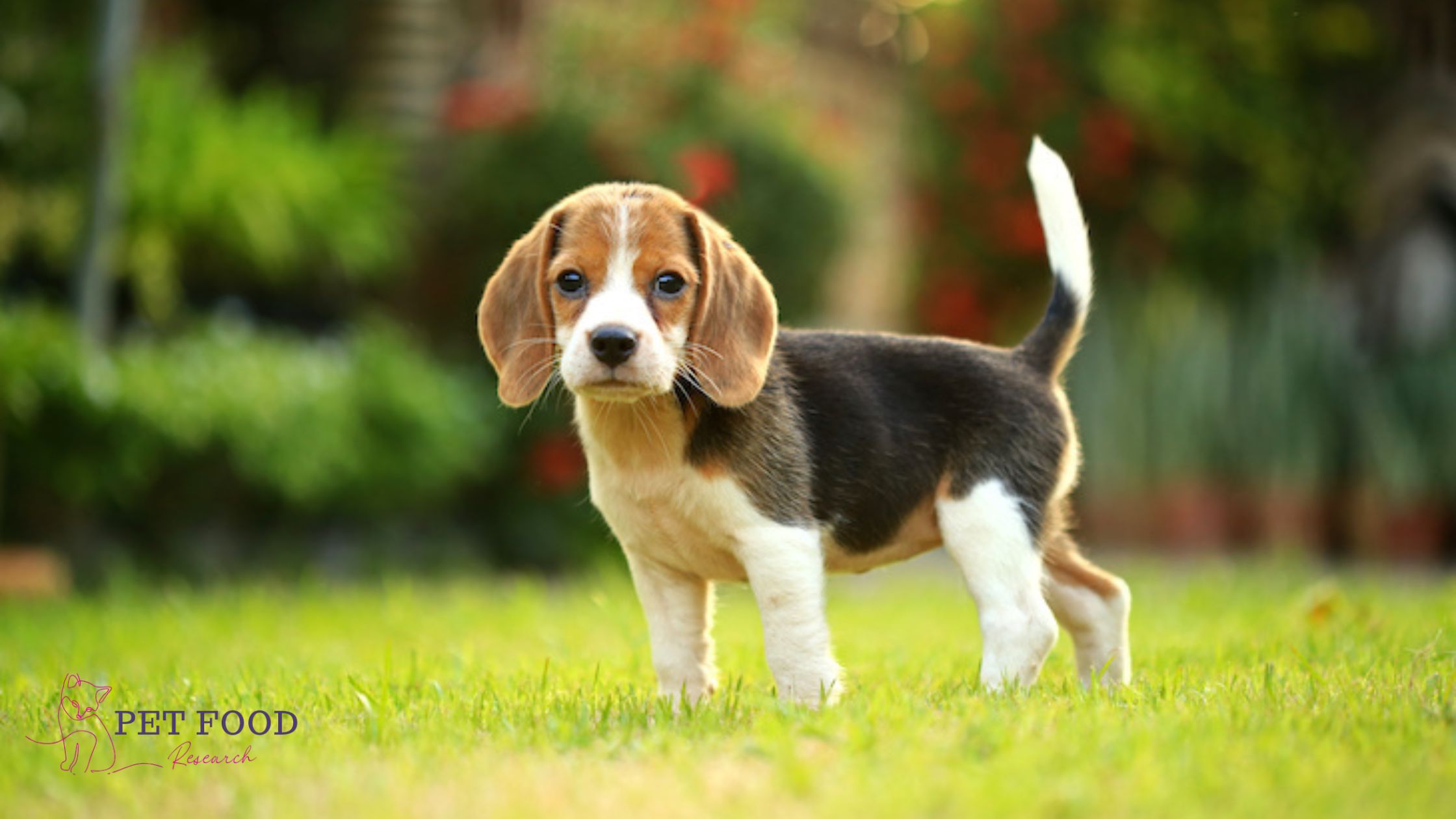 Teacup Dog 