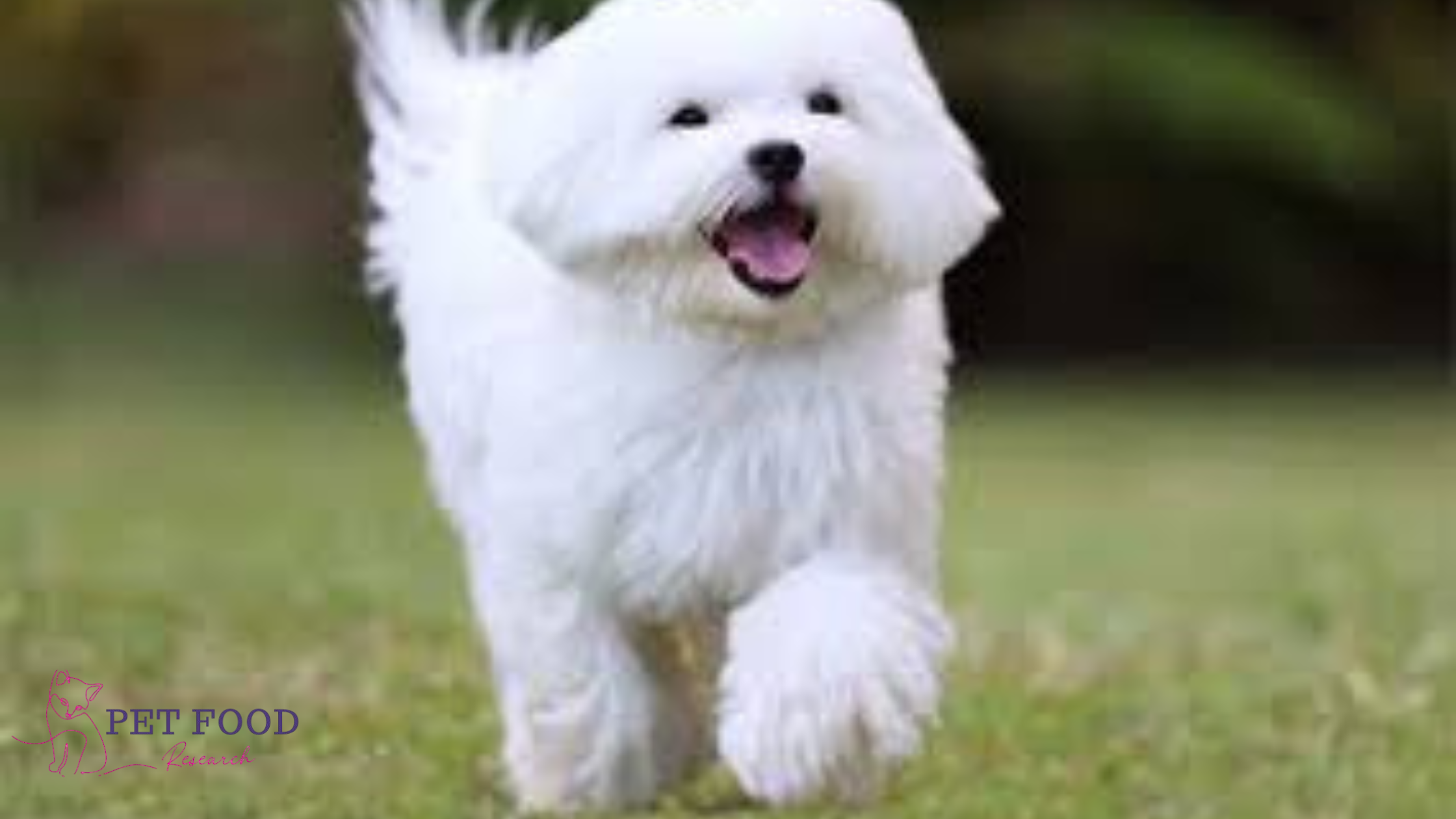 Teacup Dog 